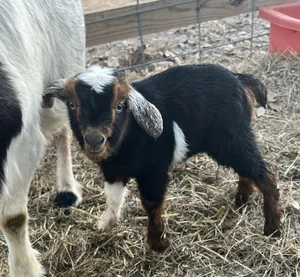 Young black and brown goat kid standing on straw next to a larger goat, showcasing its distinctive markings and playful demeanor.