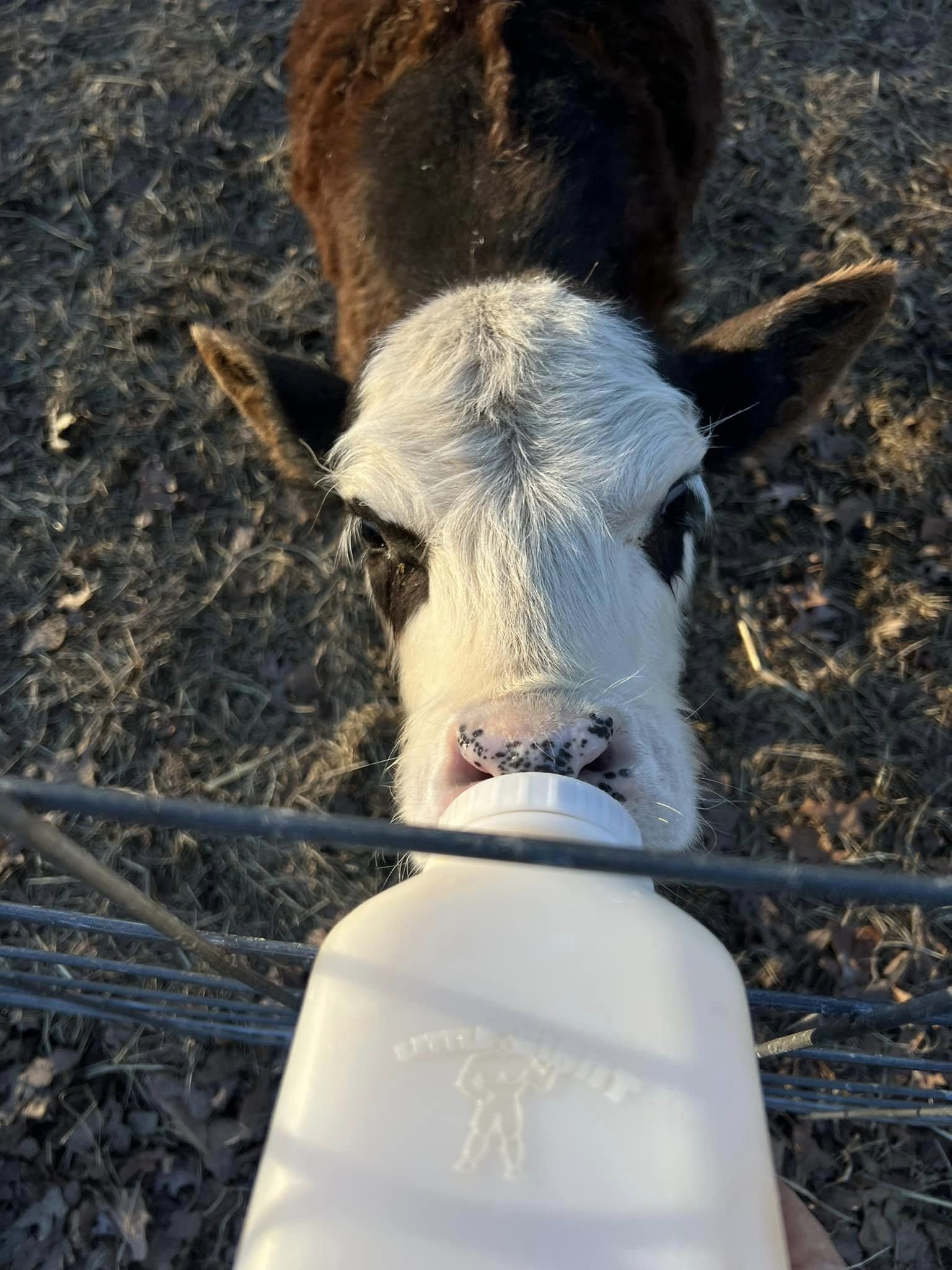 Calf drinking from a white baby bottle in a farm setting, showcasing the importance of feeding young livestock for their growth and health.