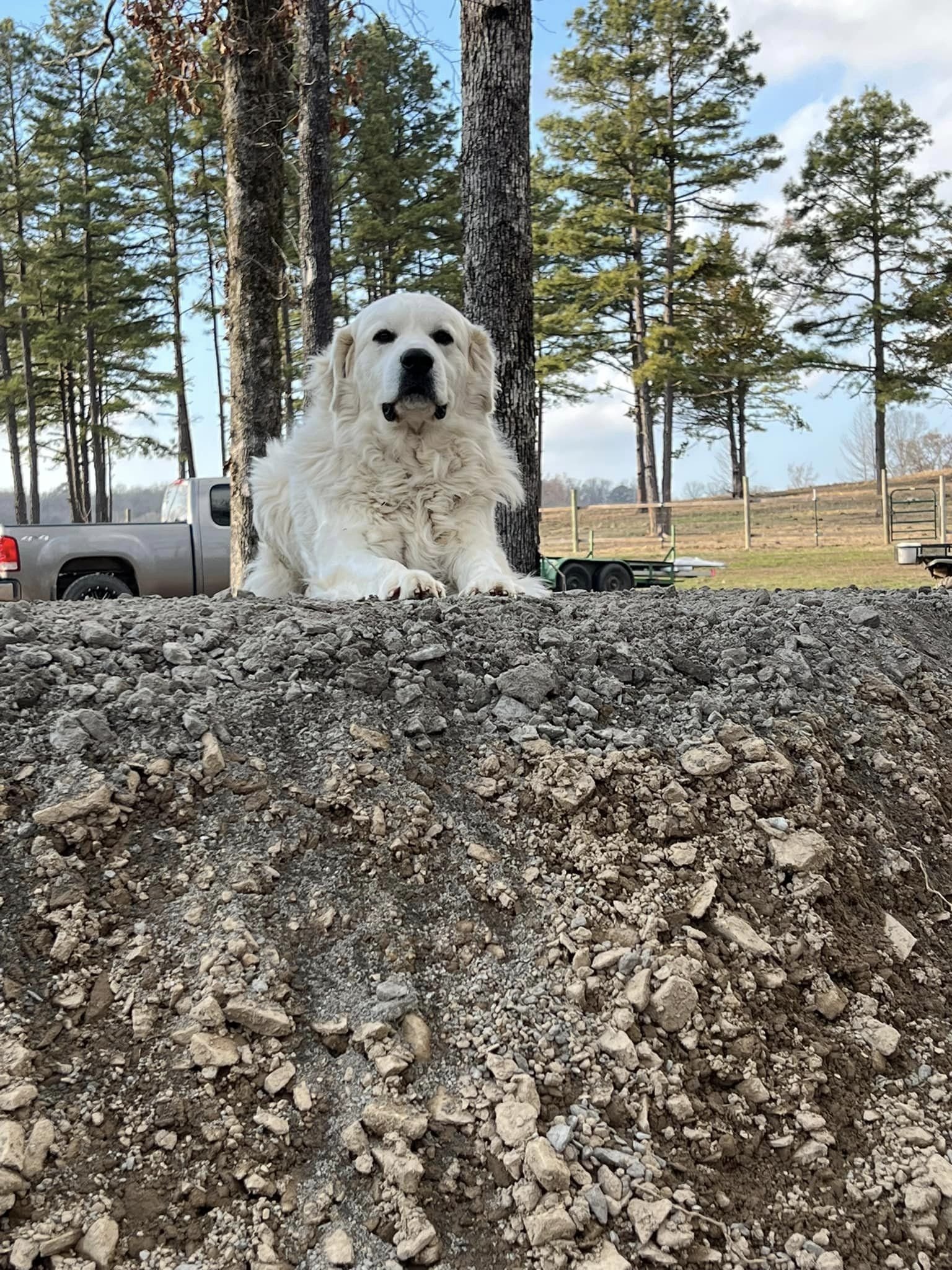 Golden Retriever resting on a dirt mound surrounded by trees and a truck in the background, showcasing a serene outdoor setting.