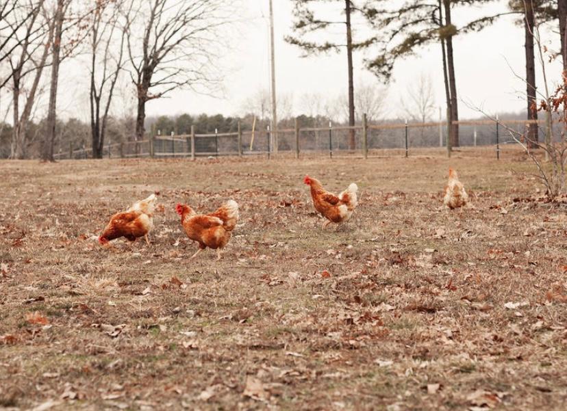 A group of brown hens foraging on a grassy field with scattered leaves, surrounded by trees and a fence in the background.